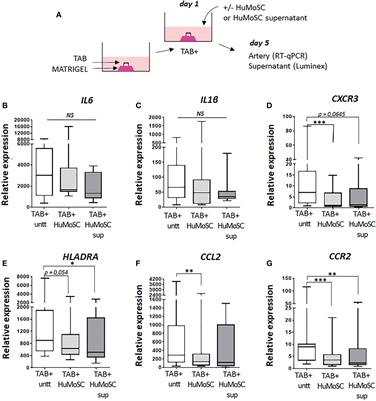 Human monocyte-derived suppressive cells (HuMoSC) for cell therapy in giant cell arteritis